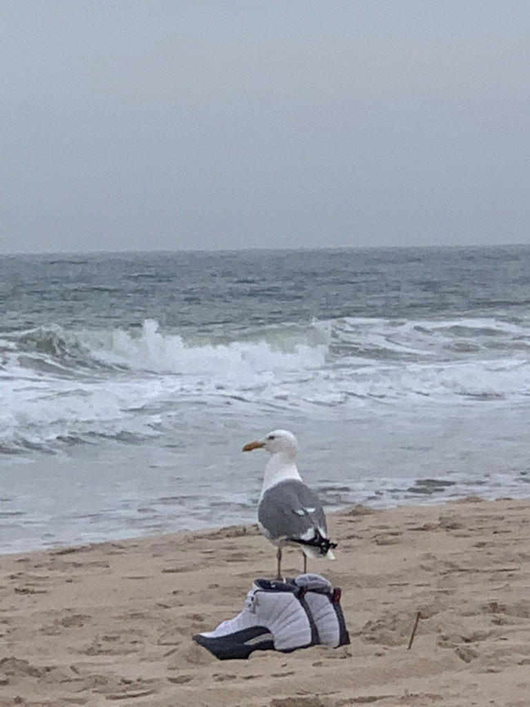 Seagul with shoes